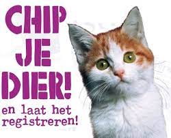 Chipactie!